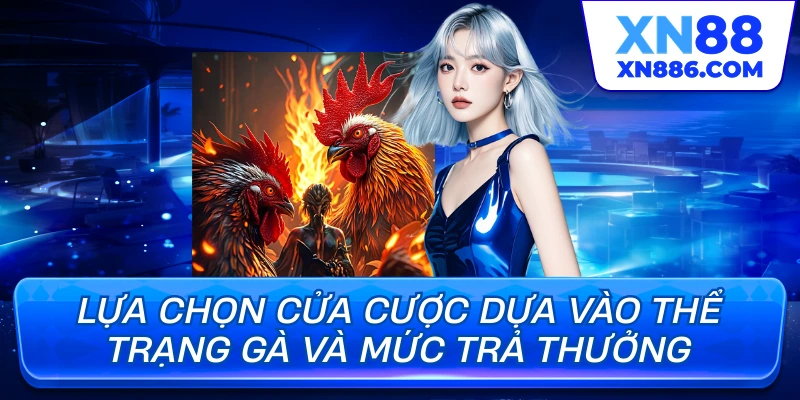 Lựa chọn cửa cược dựa vào thể trạng gà và mức trả thưởng